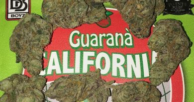 guarana by backpack boyz strain review by boofbusters420
