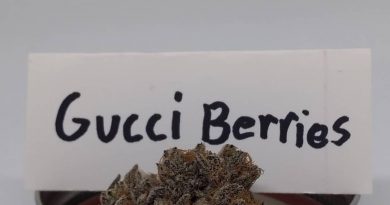 gucci berries by doghouse strain review by pdxstoneman