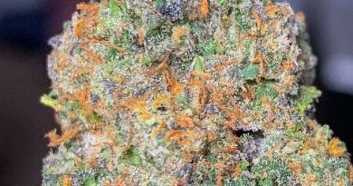 white bacio by paramount fleur strain review by budfinderdc