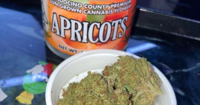 apricots by sticky fields strain review by sjweed.review