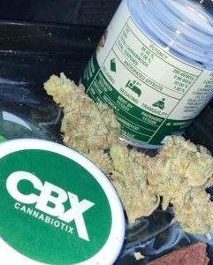 casino kush by cannabiotix strain review by sjweed.review 2