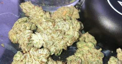 gg4 by nug farms strain review by sjweed.review