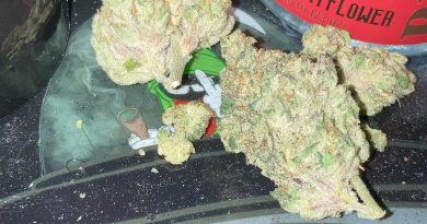 milk and cookies by artisan canna cigars strain review by sjweed.review 2