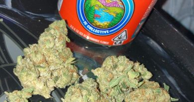 t.i.t.s. strain by ic collective strain review by sjweed.review