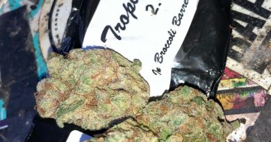 tropic truffle by broccoli barrel strain review by sjweed.review