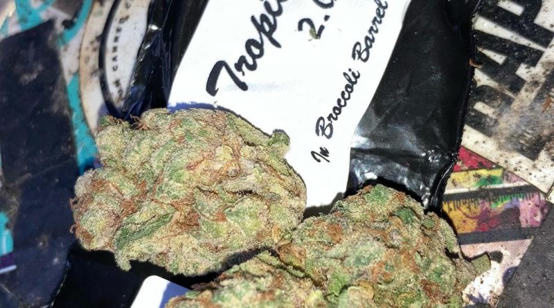 tropic truffle by broccoli barrel strain review by sjweed.review