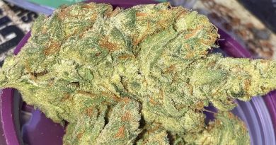 24k by thc design strain review by sjweed.review