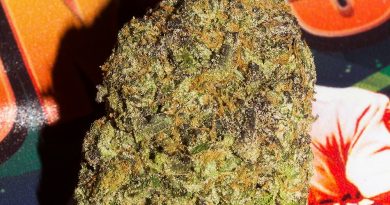 barry bonds gelato 25 by f.r.i.t.z. strain review by bigwhiteash