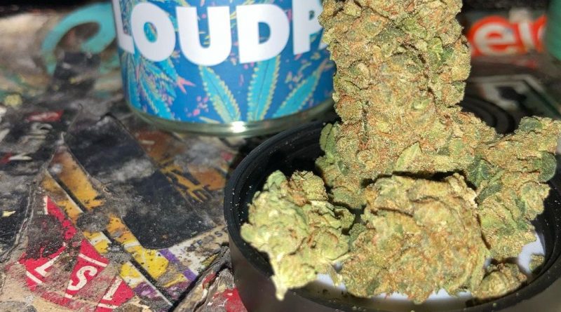 crescendo by loud pack strain review by sjweed.review