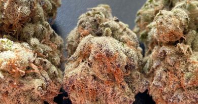 frosted apricots by in house genetics strain review by jean_roulin_420