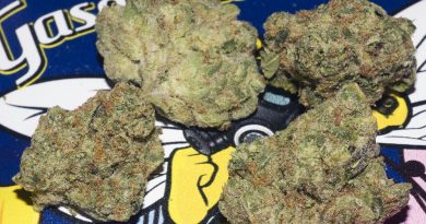 gasolina de miel by backpack boyz strain review by bigwhiteash