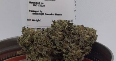 gelato 25 x dosisdos by magic hour cannabis strain review by pdxstoneman