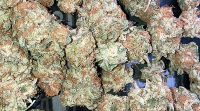 gelato punch by bobby mac strain review by sjweed.review