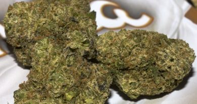 horchata by dubz garden strain review by bigwhiteash