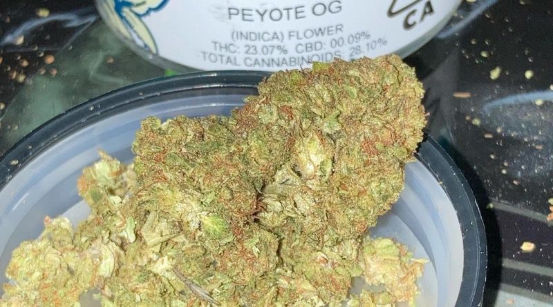 peyote og by cypress cannabis strain review by sjweed.review
