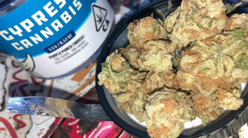 purple punch by cypress cannabis strain review by sjweed.review