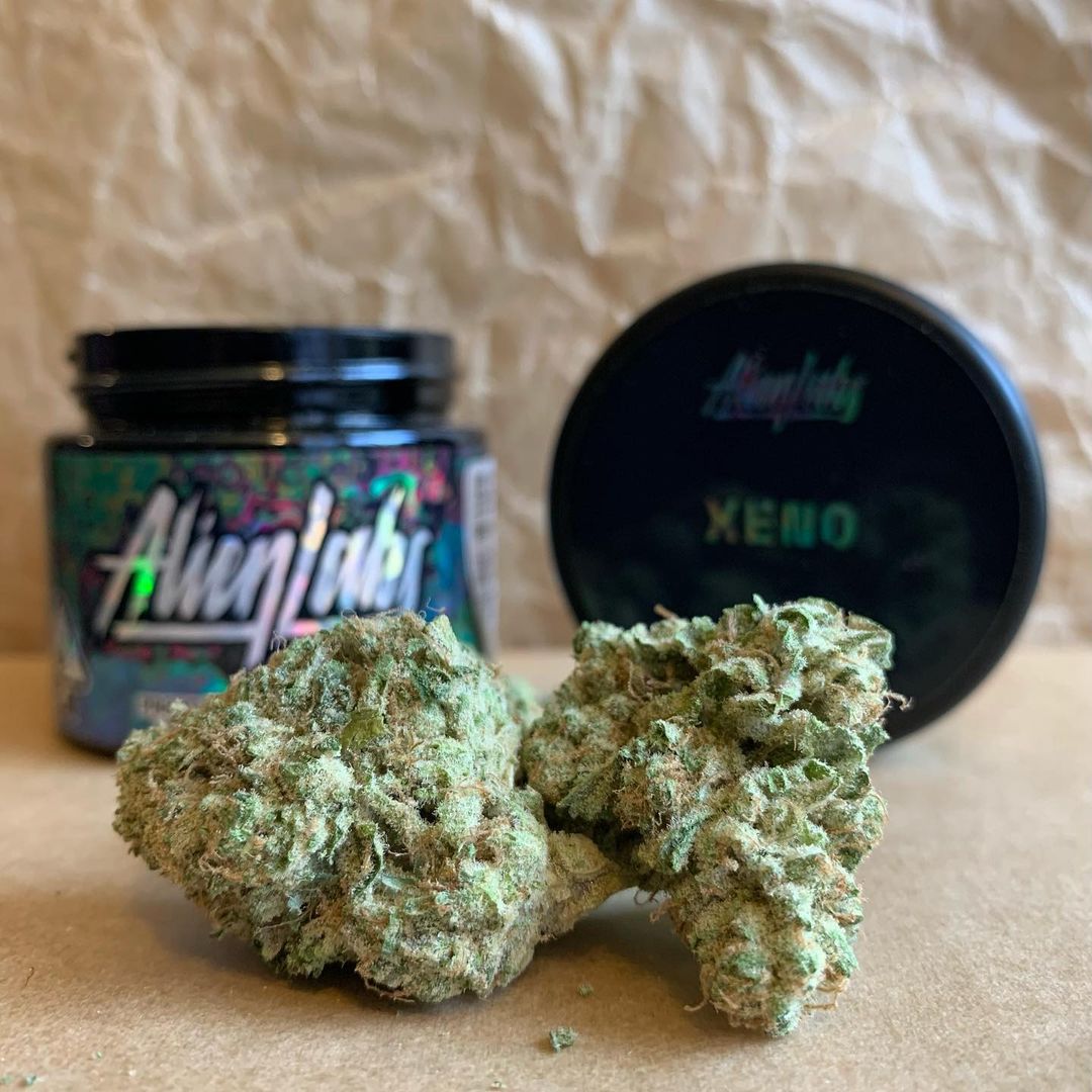Strain Review: Xeno by Alien Labs - The Highest Critic
