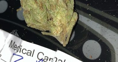 z-banana by bobby mac's personals strain review by sjweed.review
