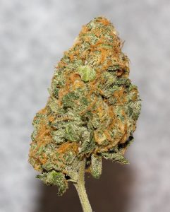 almond biscotti by geeked growers strain review by trunorcal420 2