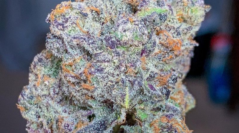 apple fritter by dynasty collective strain review by budfinderdc