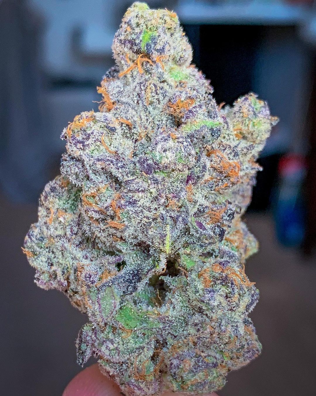 Strain Review: Apple Fritter by Dynasty Collective - The Highest Critic