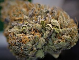 blueberry by cannabiotix strain review by cannasaurus_rex_reviews 2