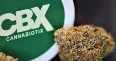 blueberry by cannabiotix strain review by cannasaurus_rex_reviews