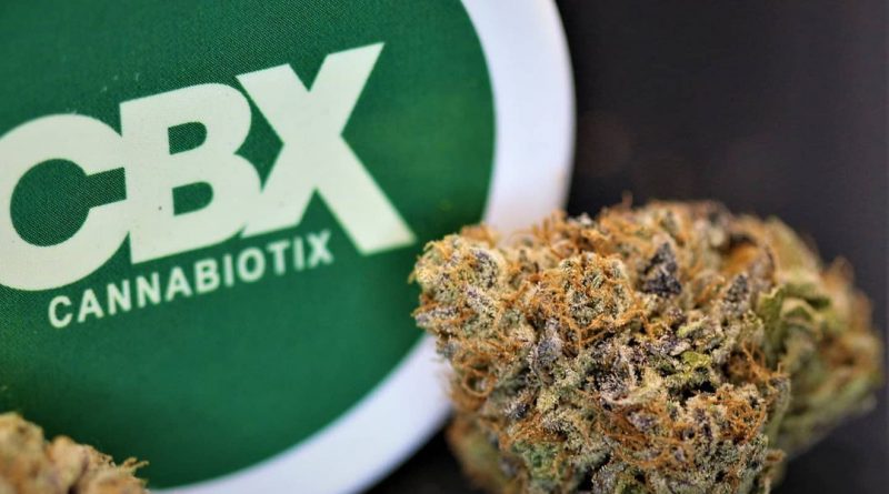 blueberry by cannabiotix strain review by cannasaurus_rex_reviews