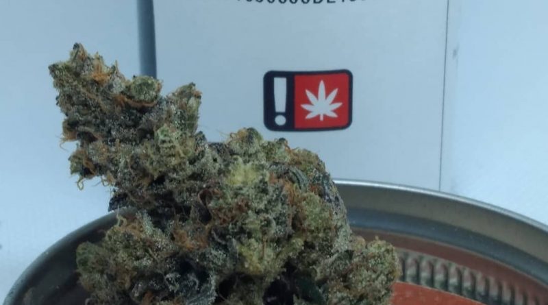 cookie dawg by pintail gardens strain review by pdxstoneman