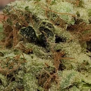 flatbrainer by high noon cultivation strain review by pdxstoneman 2