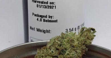flatbrainer by high noon cultivation strain review by pdxstoneman