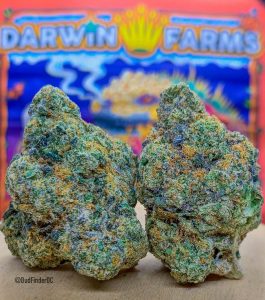 jetlato by darwin farms strain review by budfinderdc 2