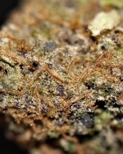 tort by feel good x flowersbyfidels strain review by cannasaurus_rex_reviews 2