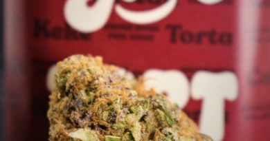 tort by feel good x flowersbyfidels strain review by cannasaurus_rex_reviews