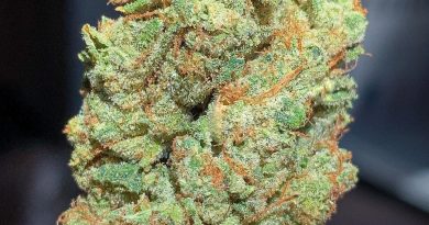 triangle larry #1 by jungle boys strain review by budfinderdc