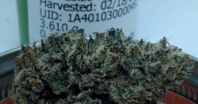 white truffle by focus north gardens strain review by pdxstoneman 2