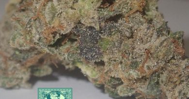 animal face by medicinalweed_420 strain review by the_originalcannaseur