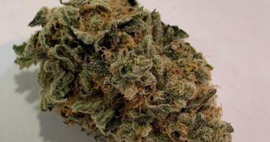 bird of fire by the italian artisan strain review by the_originalcannaseur