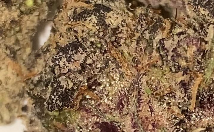 black out gumbo by big smokey farms strain review by sjweedreview