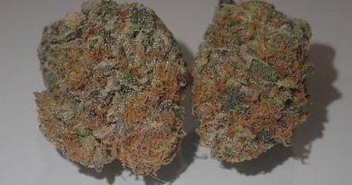 blue zushi by greengos strain review by the_originalcannaseur