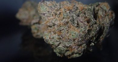 gelato 33 by cool bred strain review by the_originalcannaseur