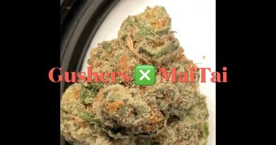 gushers x mai tai strain review by sjweedreview