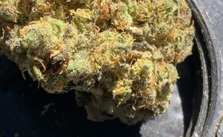 l.p.c. by elev8ted grower strain review by sjweedreview