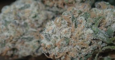 la kush cake by cannarian terpz strain review by the_originalcannaseur