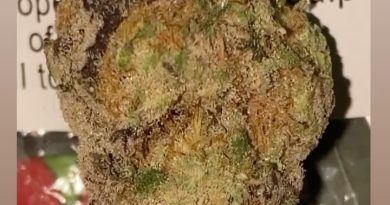 maroon baboon by bobby mac's personals strain review by sjweedreview