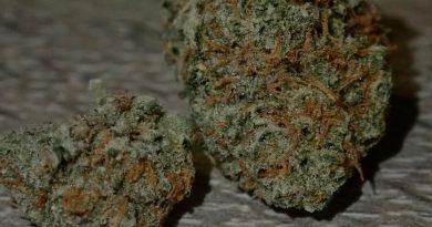 stardawg from terpanese strain review by the_originalcannaseur