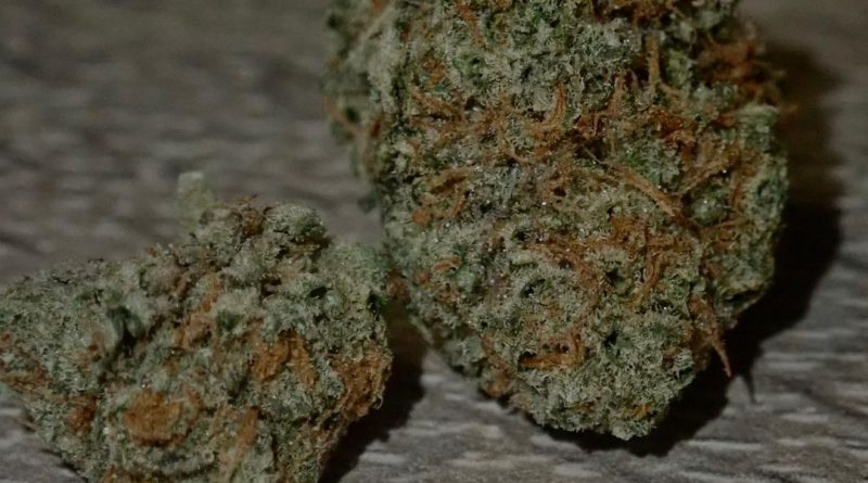 stardawg from terpanese strain review by the_originalcannaseur