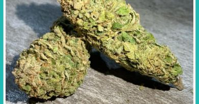 guava'z 74 s1 by trichome factory strain review by the_originalcannaseur
