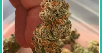 military chocolate by el nino pobreta strain review by the_originalcannaseur