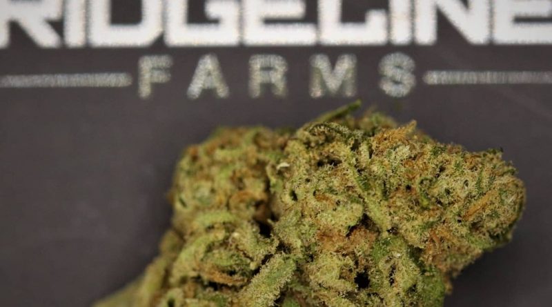 pink rozay by ridgeline farms strain review by cannasaurus_rex_reviews